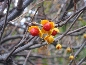 Trzmielina pospolita (Euonymus europaeum)_zima-owoce